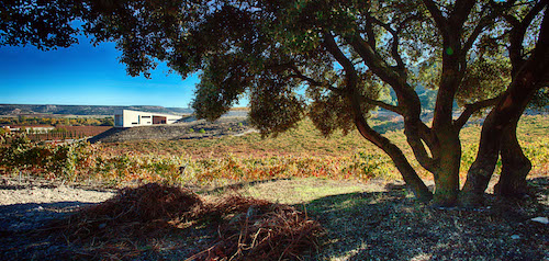 Bodega Valdemonjas, en la Milla de Oro de la D.O. Ribera del Duero